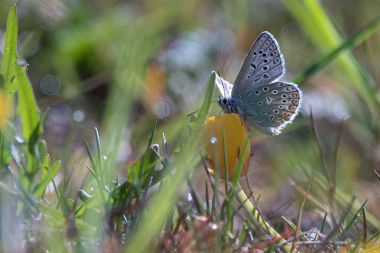 Se ogs de andre foto's i 'Insekter'