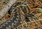 Hugorm