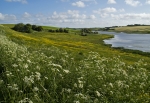 Blomster-eng