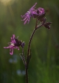 TrÃ¦vlekrone
