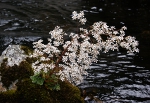 Bjergfrue, Saxifraga cotyledon.