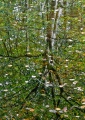 Spejling