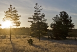 Morgenfrost