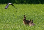 Hare