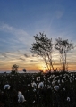 Solnedgang