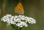 Dukatsommerfugl