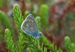 Almindelig BlÃ¥fugl