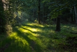 Tidlig morgen.