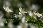 Anemoner