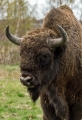EuropÃ¦isk Bison