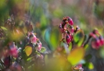 MosebÃ¸lle blomster