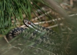 Hugorm