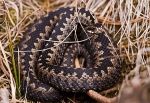 Hugorm