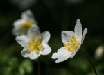 Anemoner