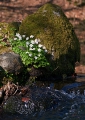 Hvid Anemone
