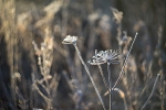 Naturens julepynt