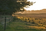 Diset aften