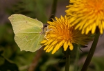 Citronsommerfugl